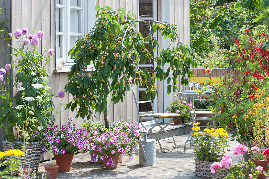 Terrace with cherry tree 'Dönissen's yellow cartilage cherry' and currant