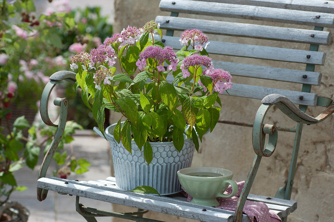 Japanese tea hydrangea placed on chair