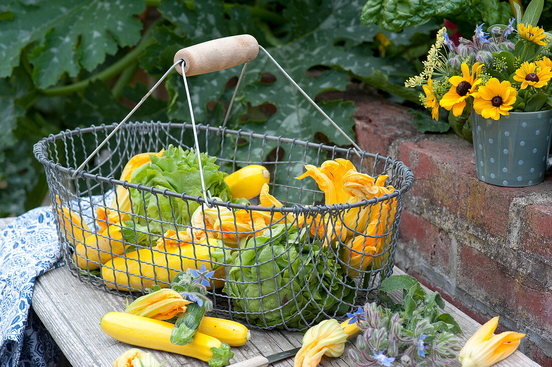 Freshly picked zucchini, zucchini flowers and salad in a wire basket