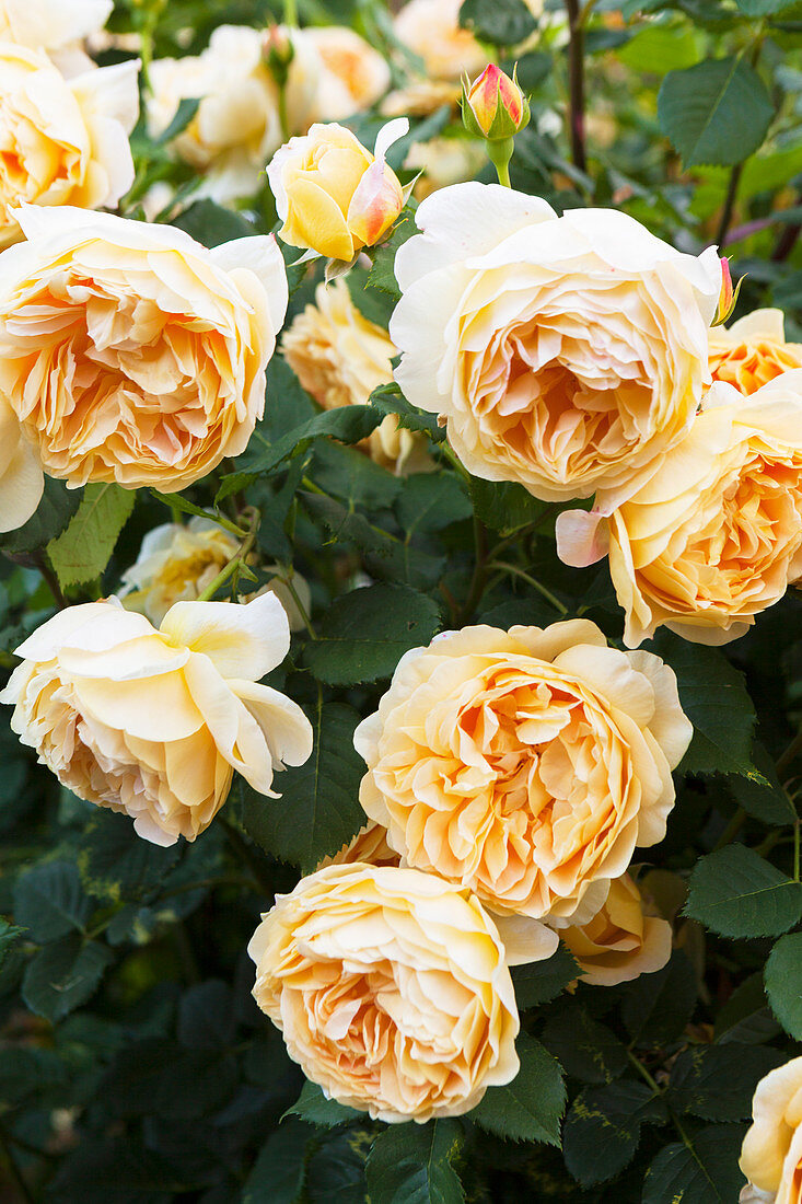 Cream colored roses in the garden