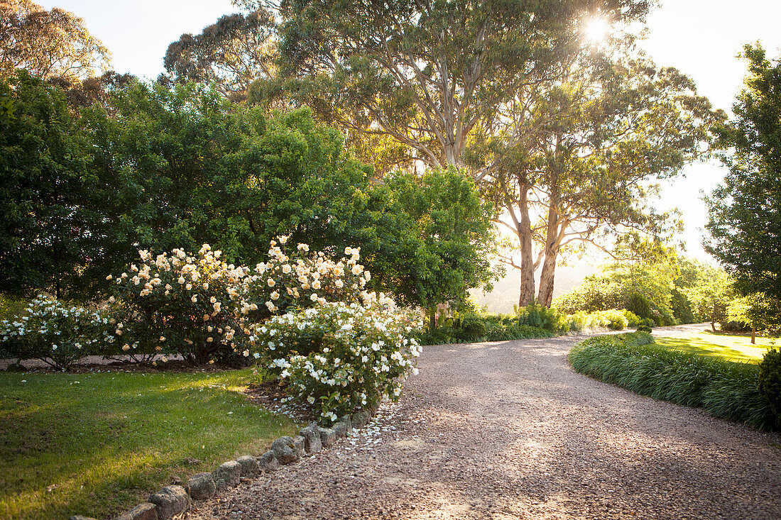 Blooming blackberries (Rubus 'Benenden') and roses bloom along the way in a well-kept landscaped garden