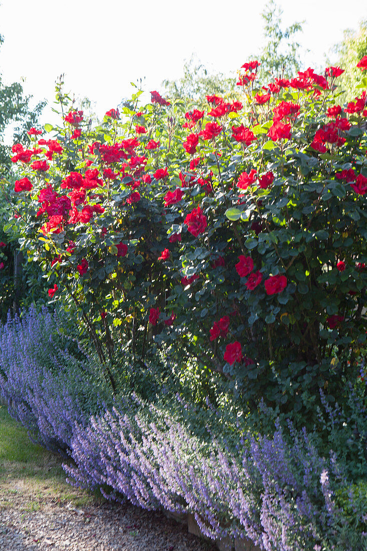 Red roses and catnip in the garden