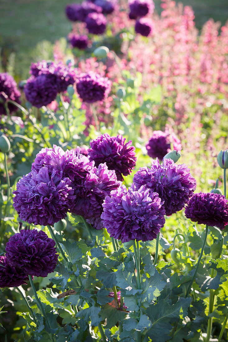 Violetter pfingstrosenblütiger Mohn (Papaver paeoniflorum) im Garten