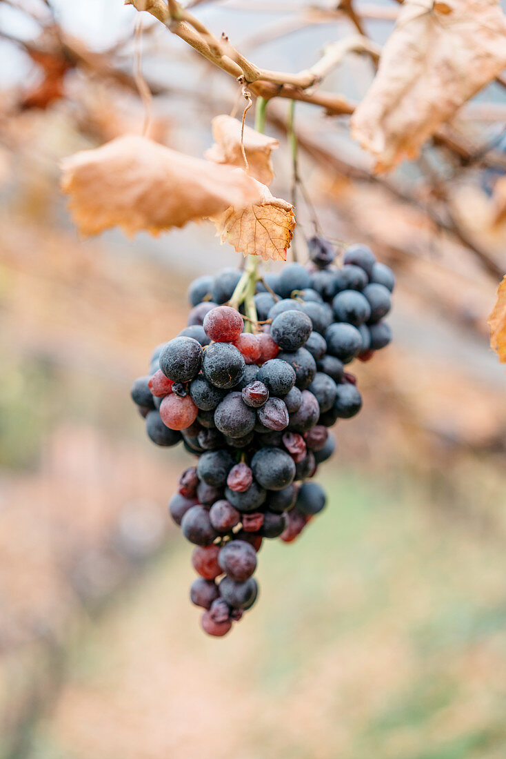 Blaue Trauben zwischen herbstlichen Weinblättern