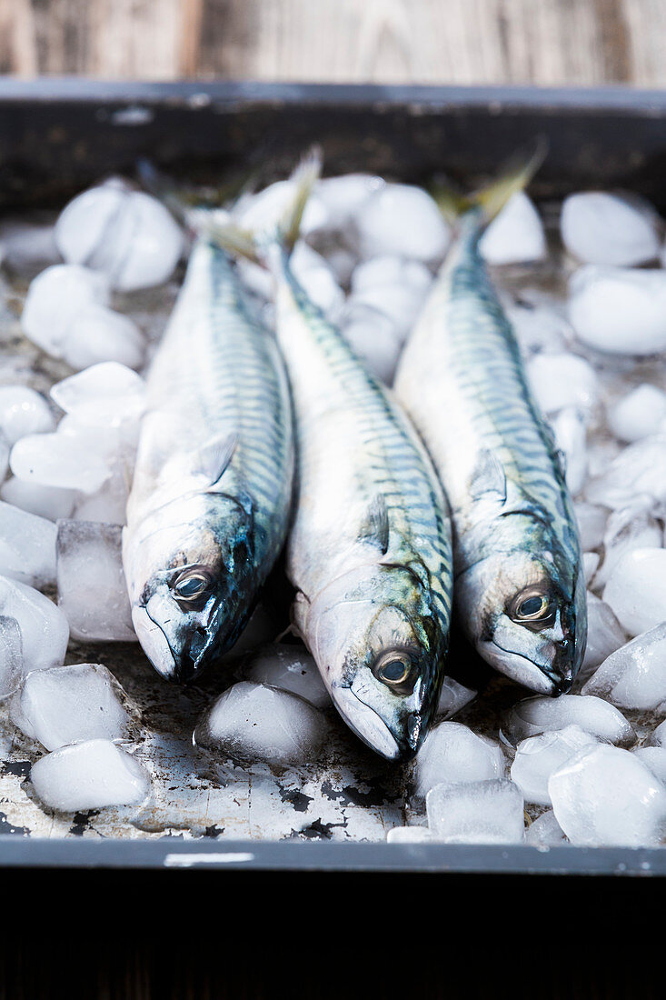 Three fresh mackerel on ice
