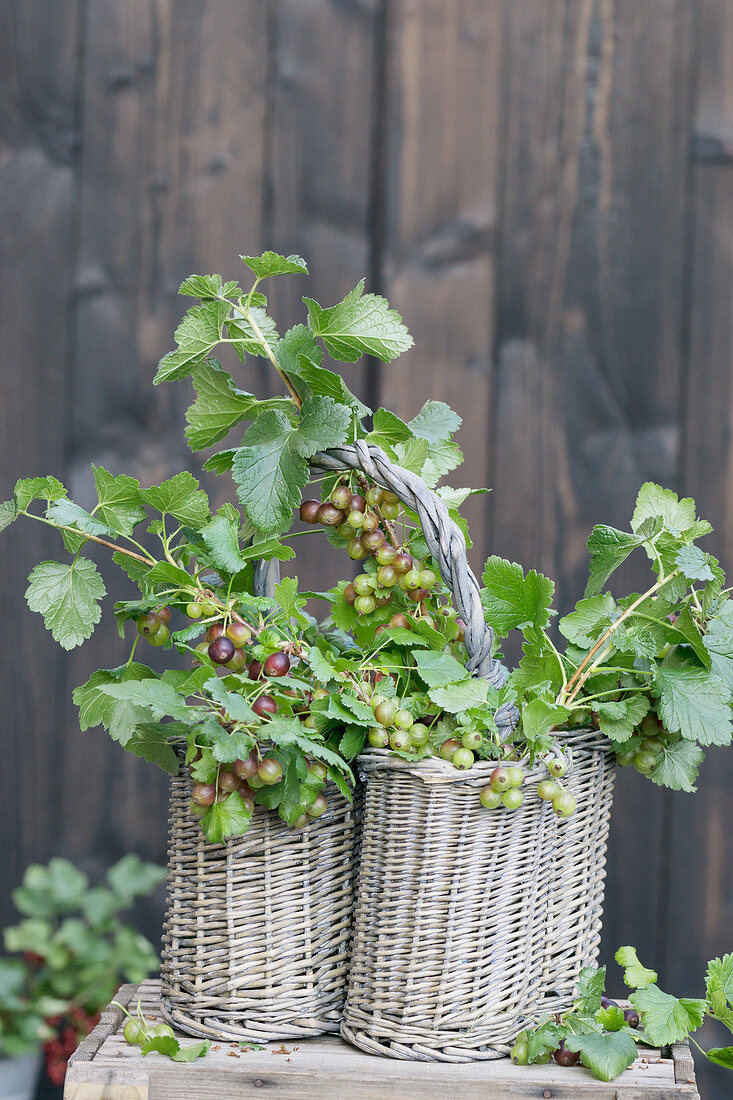 Gooseberries in an old bottle basket with a handle