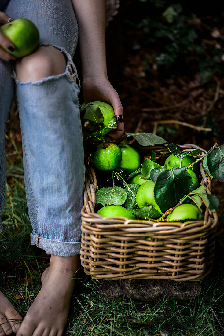 Äpfel der Sorte 'Bramley' in Weidenkorb, daneben Frau in Jeanshose