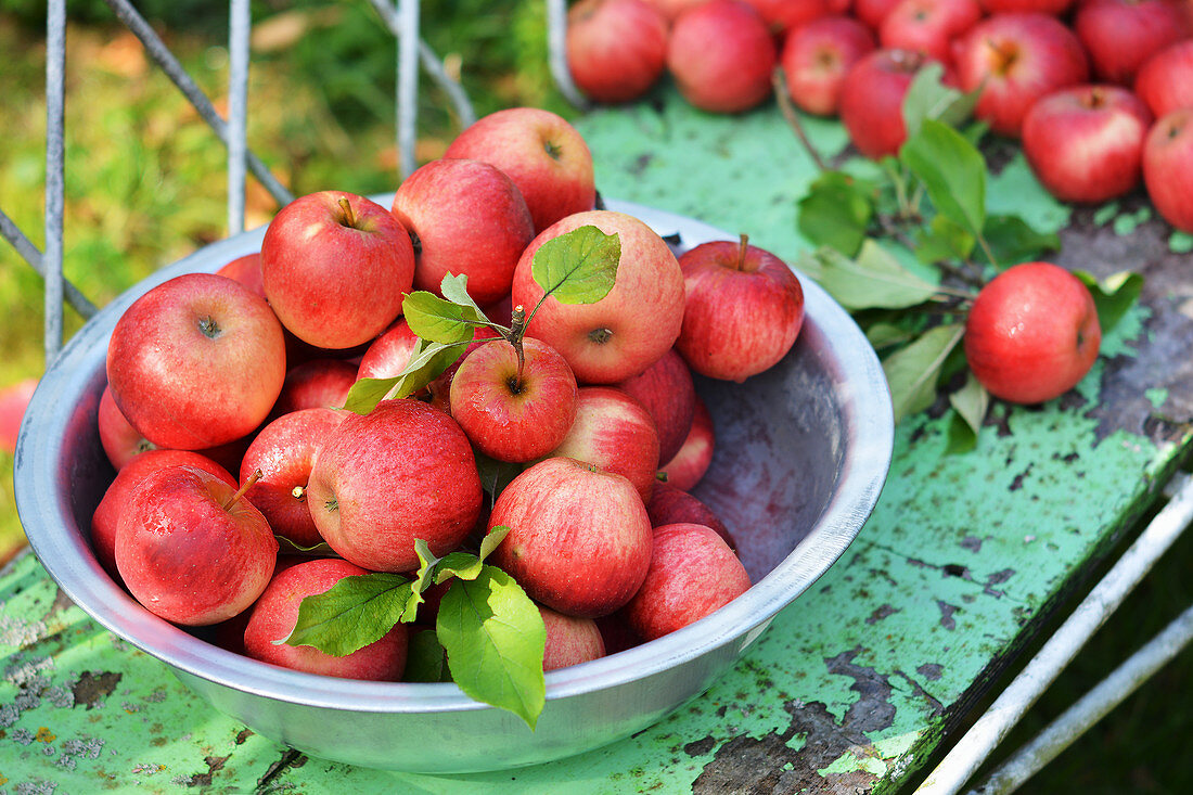 Freshly picked red apples in a bowl on a garden bench