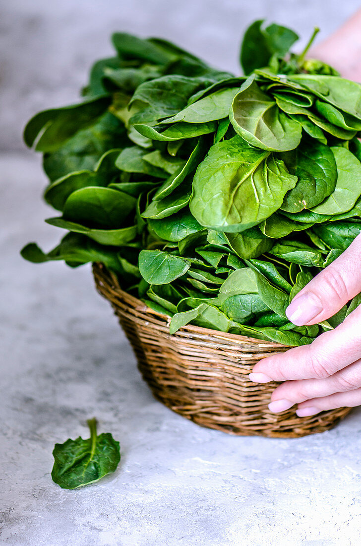 Basket with spinach in the hands on a concrete background