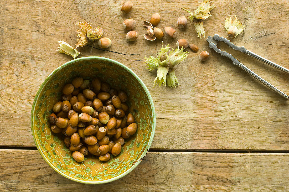 Freshly harvested hazelnuts in a bowl and next to it