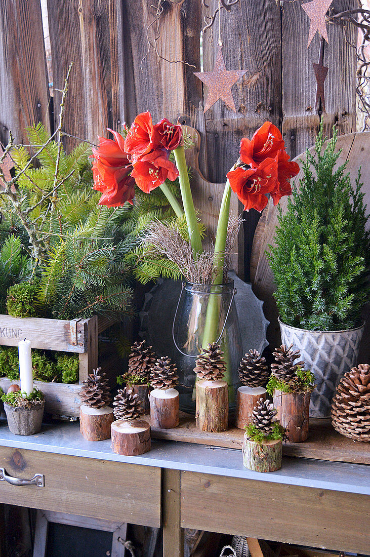 Christmas Decoration With Amaryllis, Fir Branches And Cones