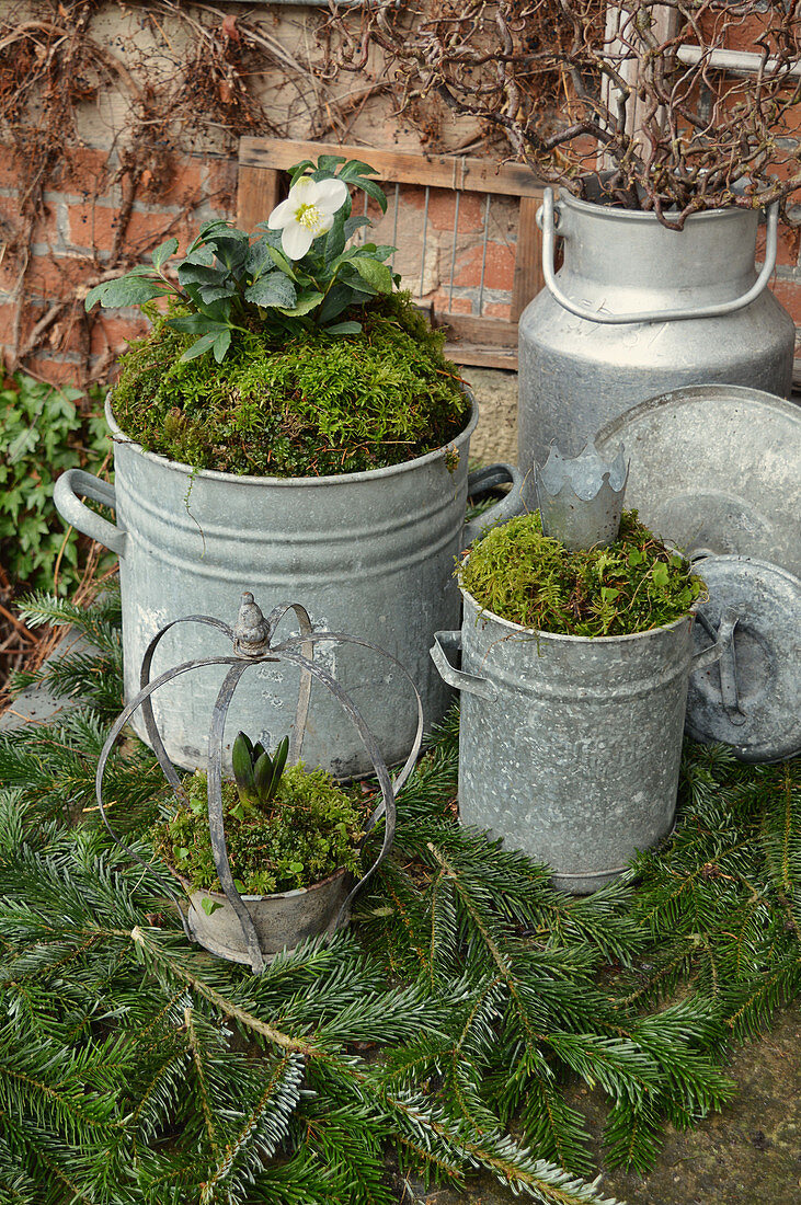 Old Zinc Pots With Christmas Rose And Moss