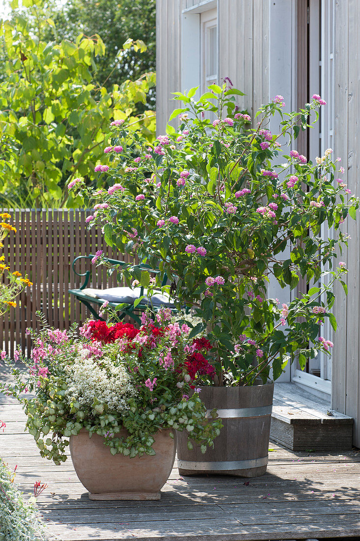 Taubnessel 'Pink Chablis', Engelsgesicht 'Pink Improved' und Geranie