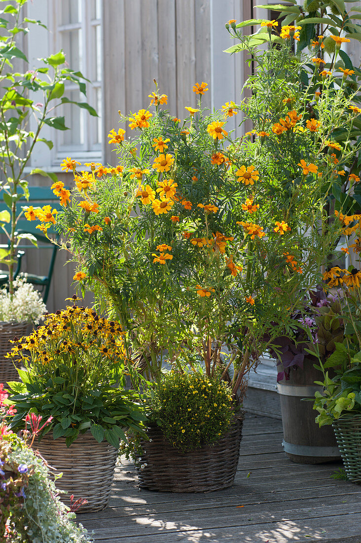 Gelbes Arrangement : hohe Studentenblume, Goldstaubpflanze und  Sonnenhut