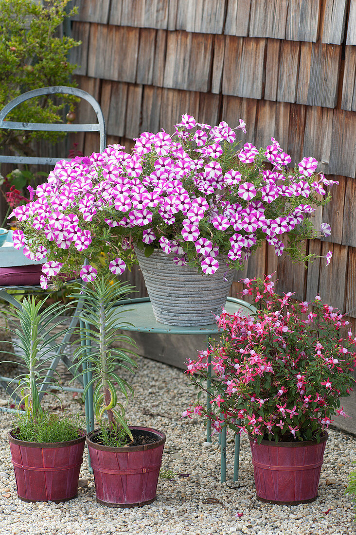 Star Petunia 'raspberry Star' And Fuchsia Shadow Dancer 'alice'