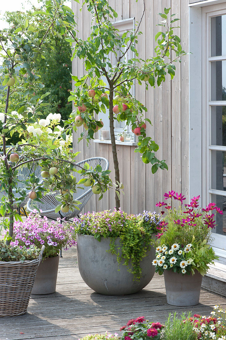 Terrasse mit Apfelbäumchen 'Nela' Halbstamm und 'Diwa' Spindelbusch