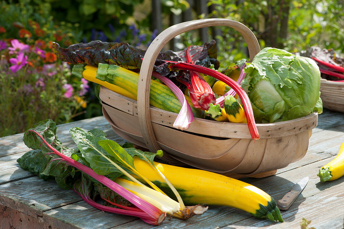 Vegetable Harvest: Swiss Chard 'bright Lights', Zucchini And Iceberg Lettuce