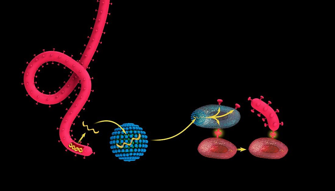 mRNA ebola vaccine, illustration