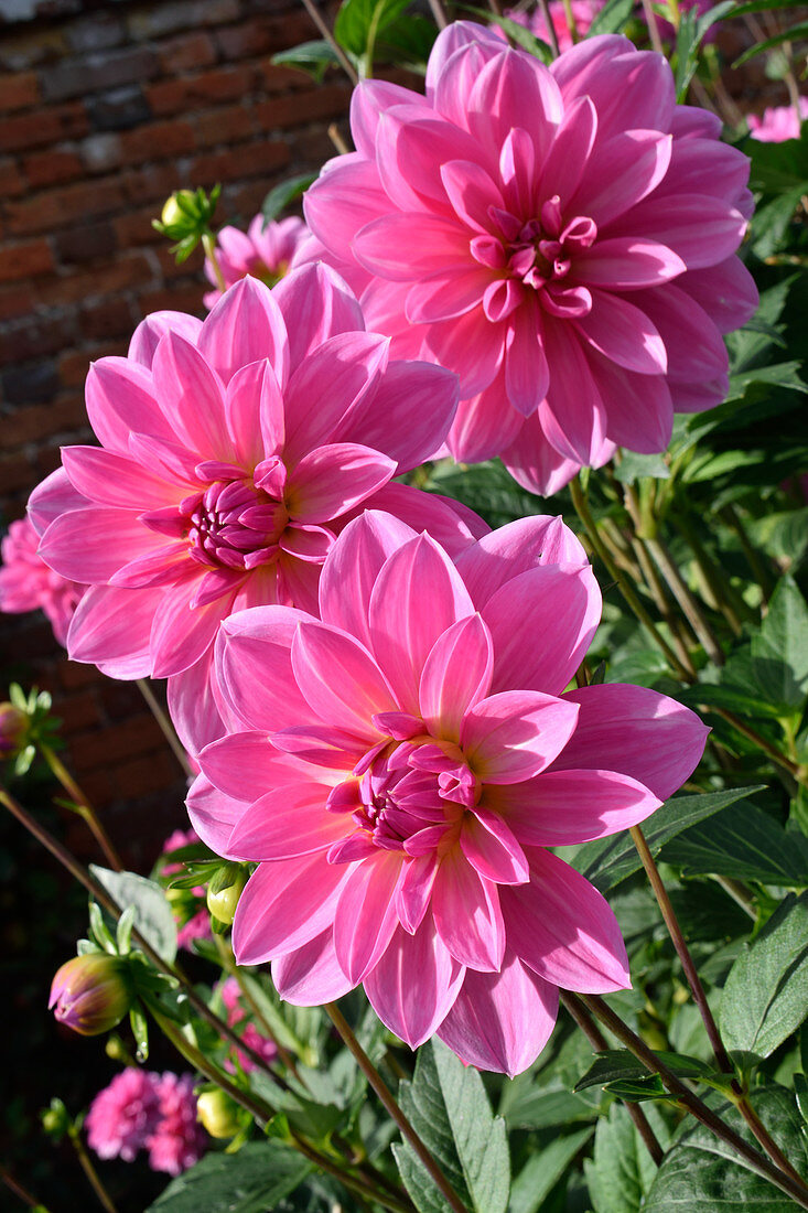 Dahlia 'Onesta'