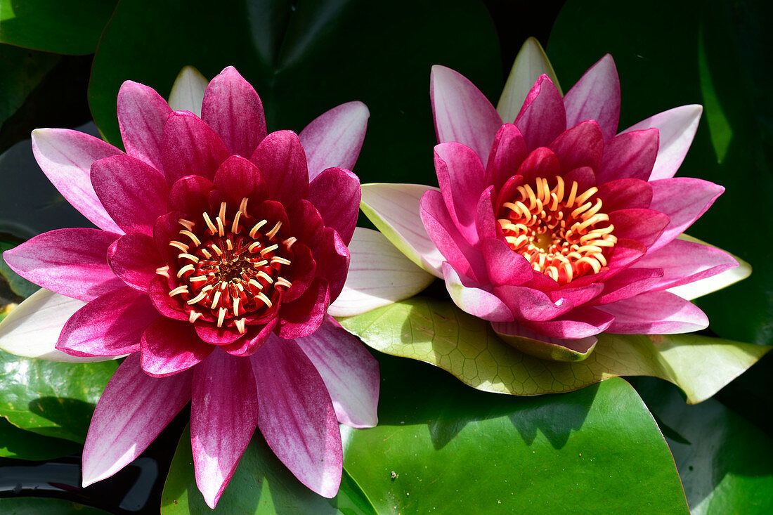 Nymphaea 'James Brydon'