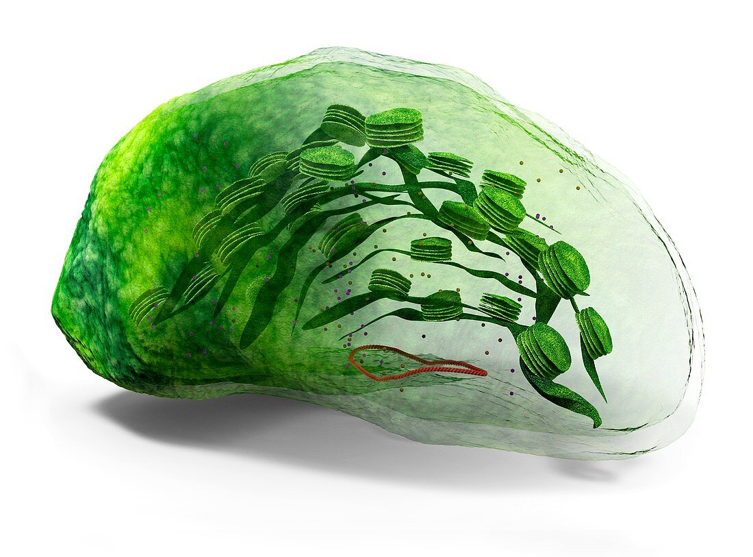 Chloroplast, illustration