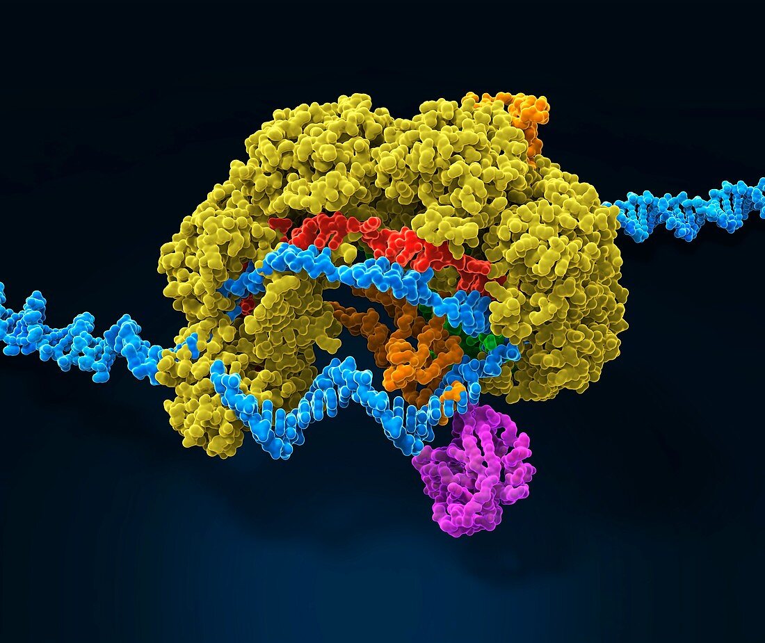 CRISPR-Cas6 gene editing complex, illustration
