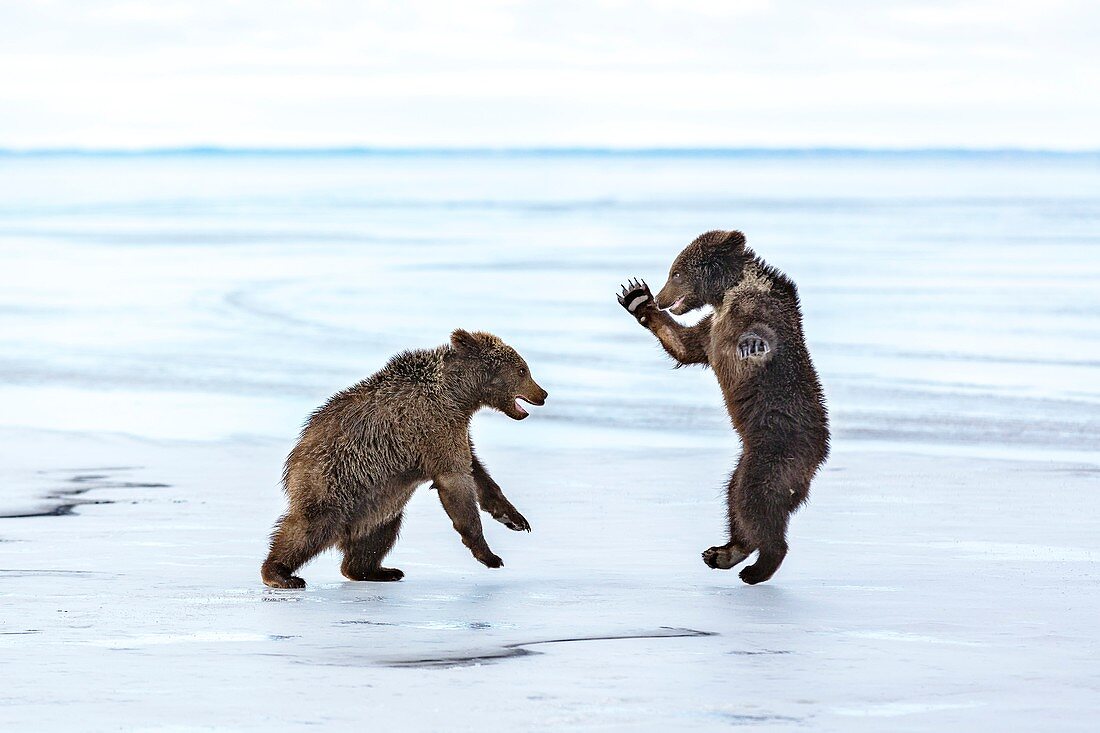 Brown bear cubs play-fighting on ice