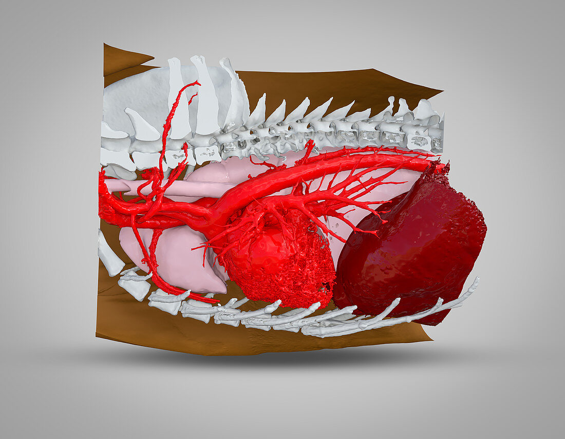 Dog heart, lungs and liver, 3D CT scan