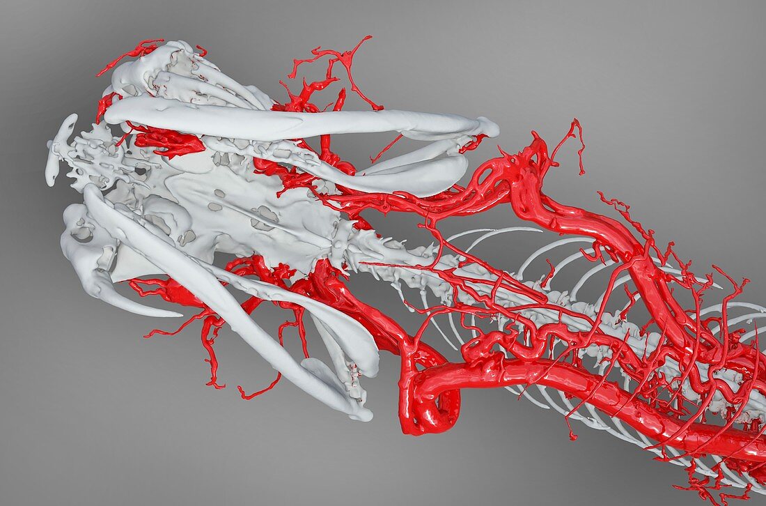 Mojave rattlesnake head, 3D CT scan