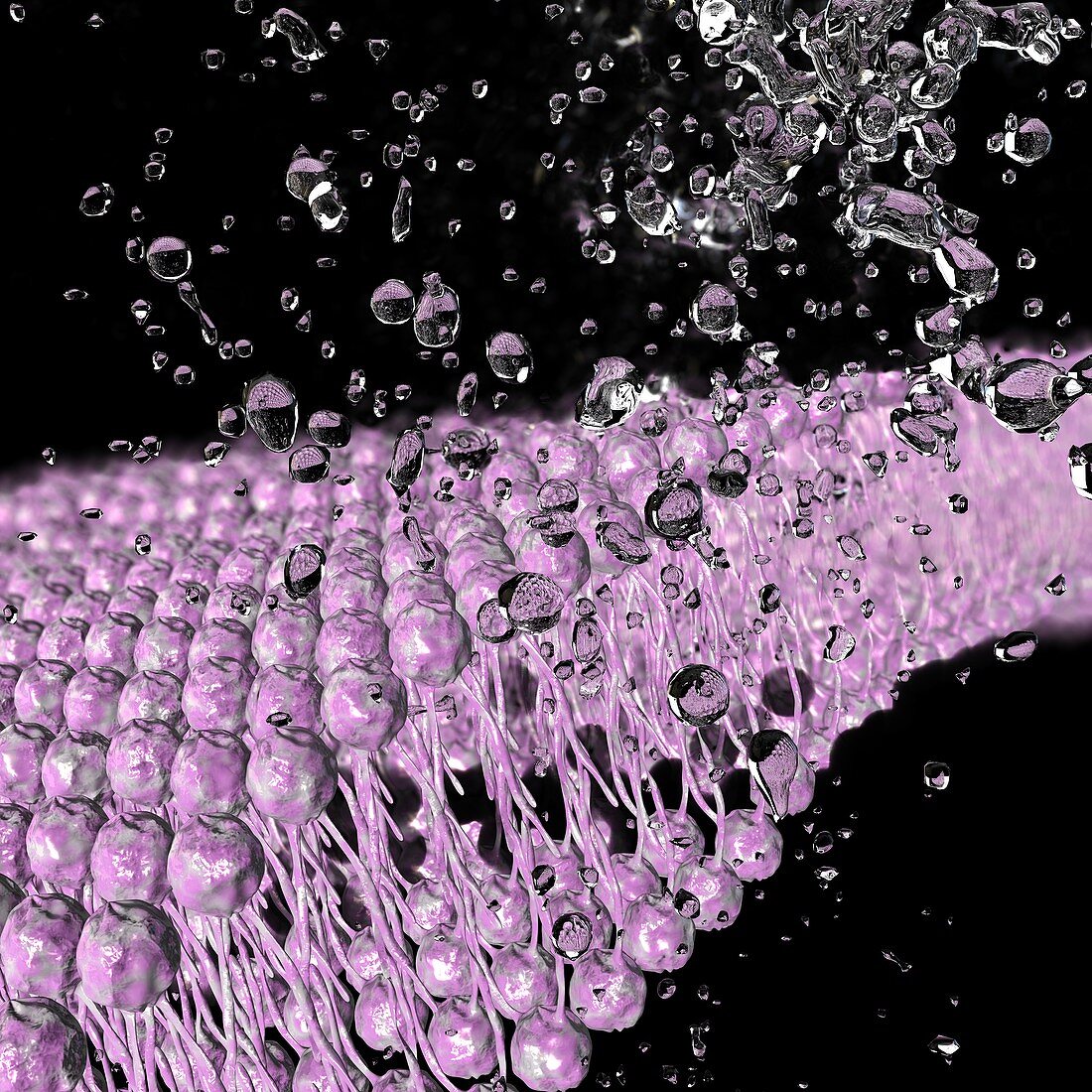Water transport across cell membrane, illustration