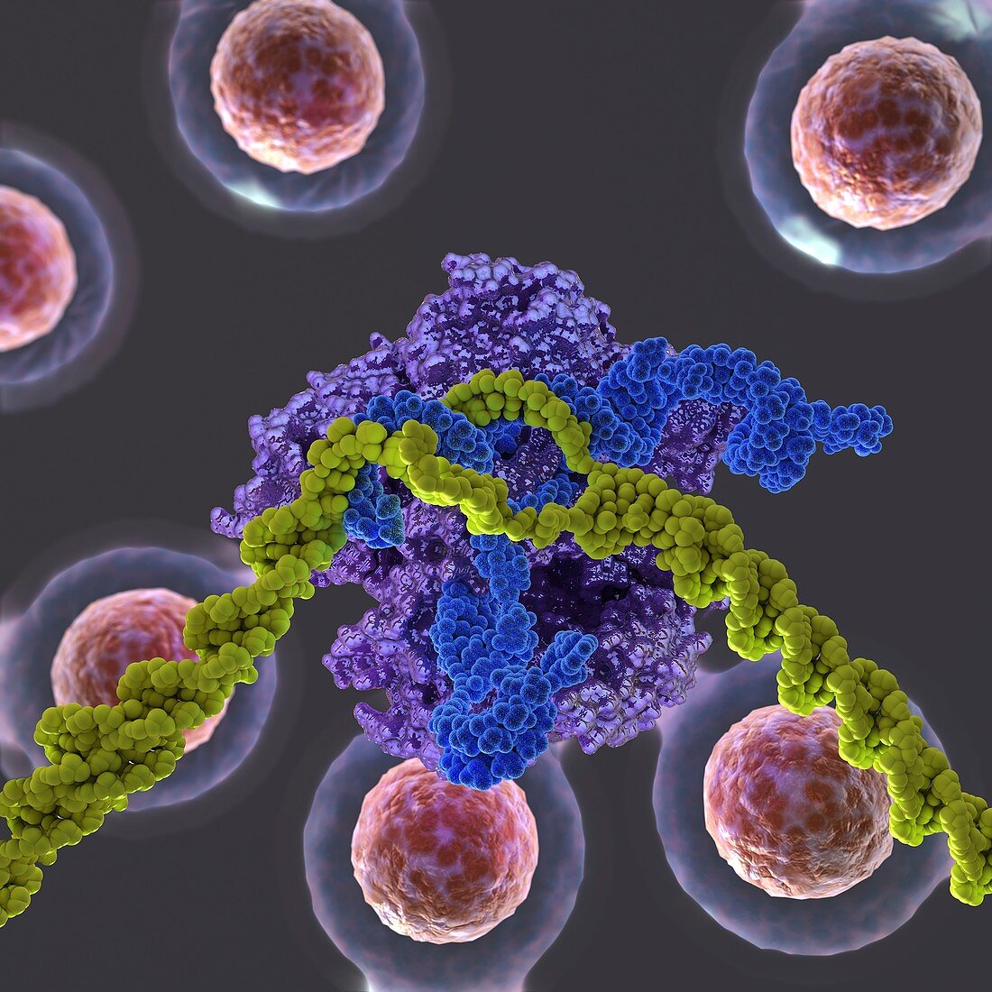 CRISPR-Cas9 gene editing complex, illustration