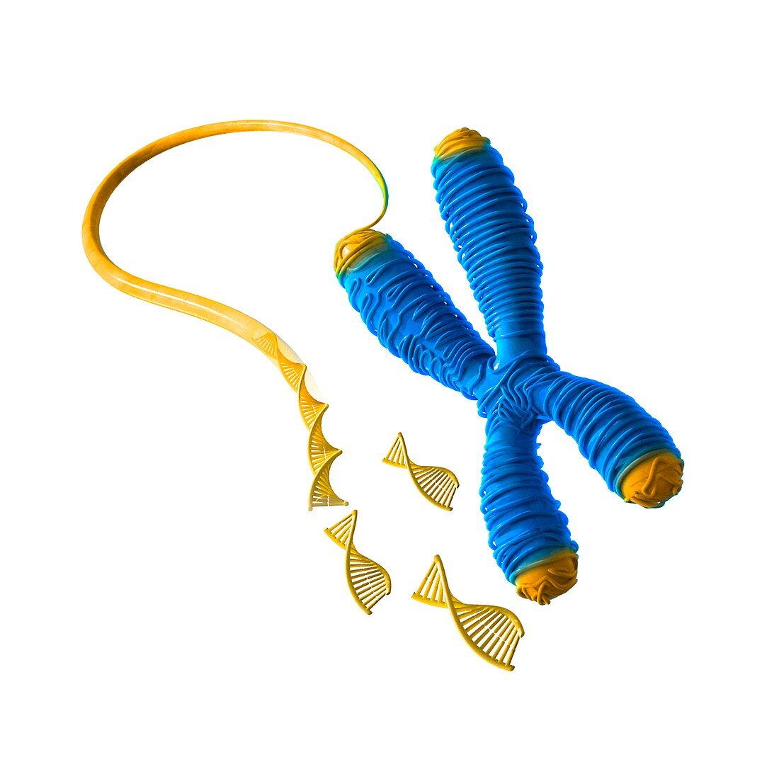 Telomeres and chromosome formation, illustration