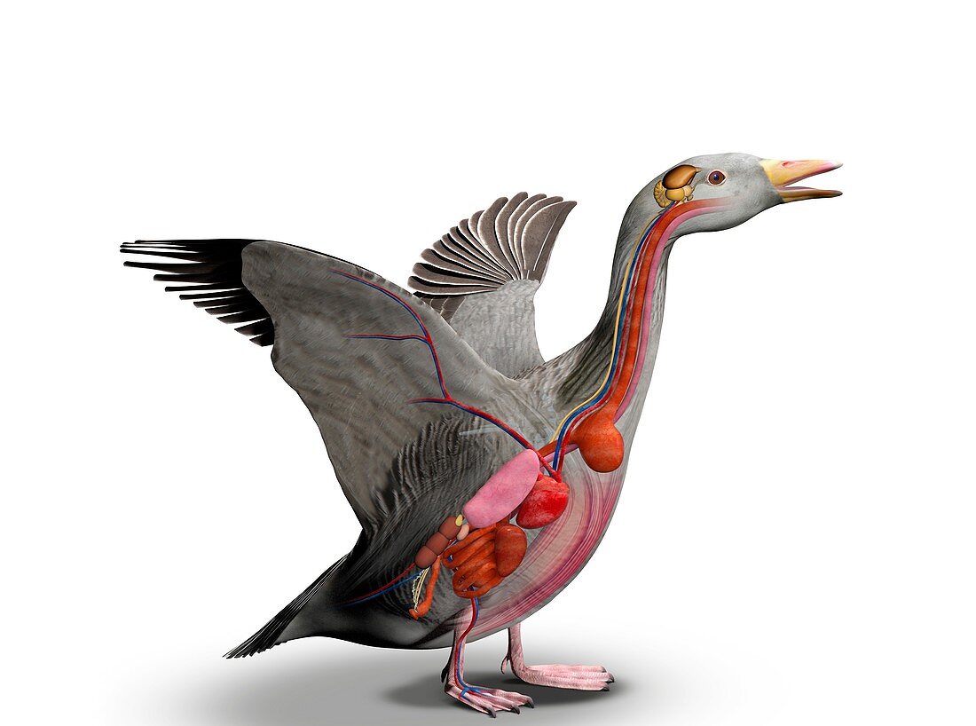 Bird internal anatomy, illustration