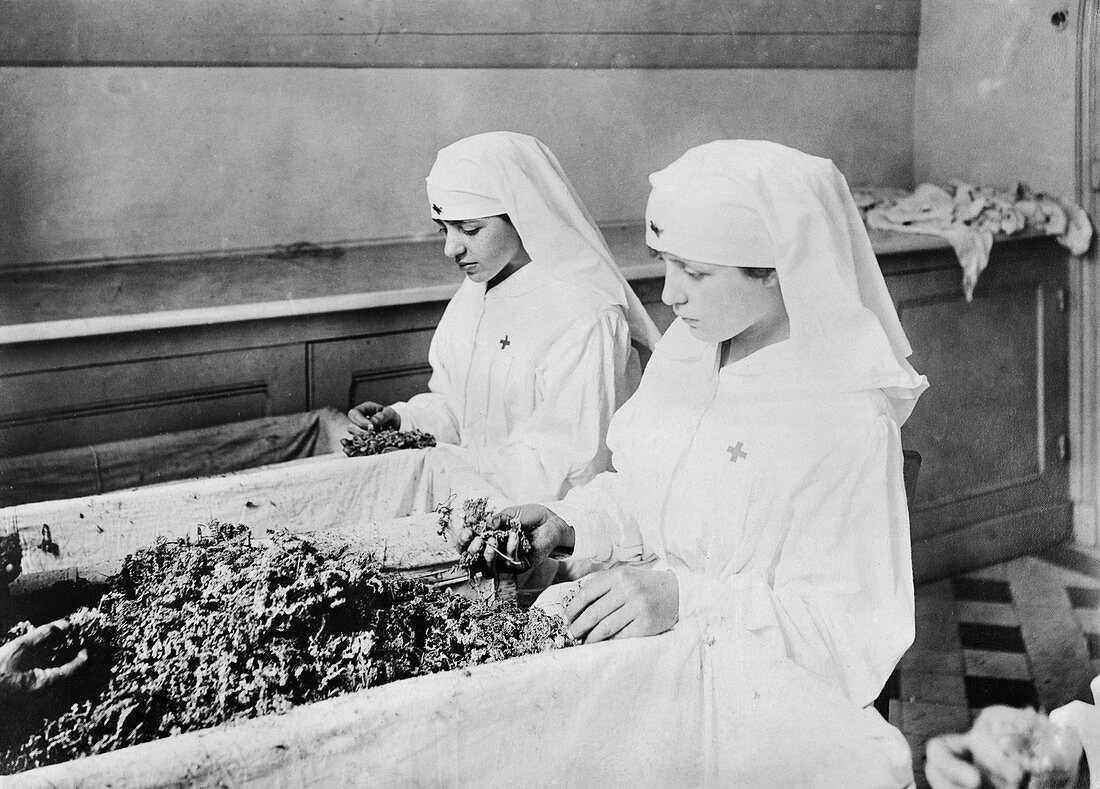 Preparing moss dressings, France, 1918