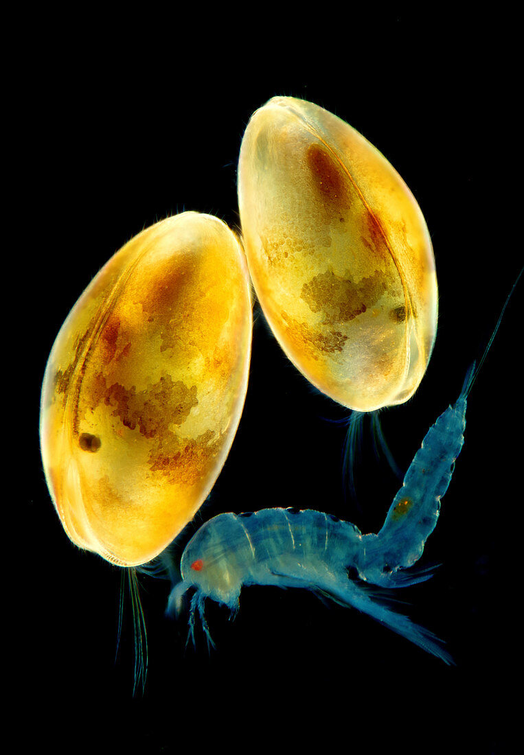 Ostracods and copepod, light micrograph
