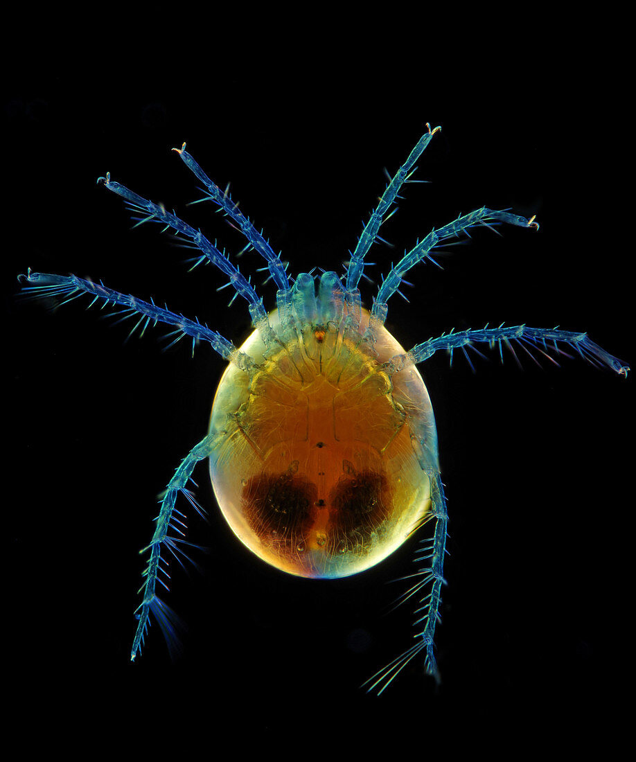 Water mite, light micrograph