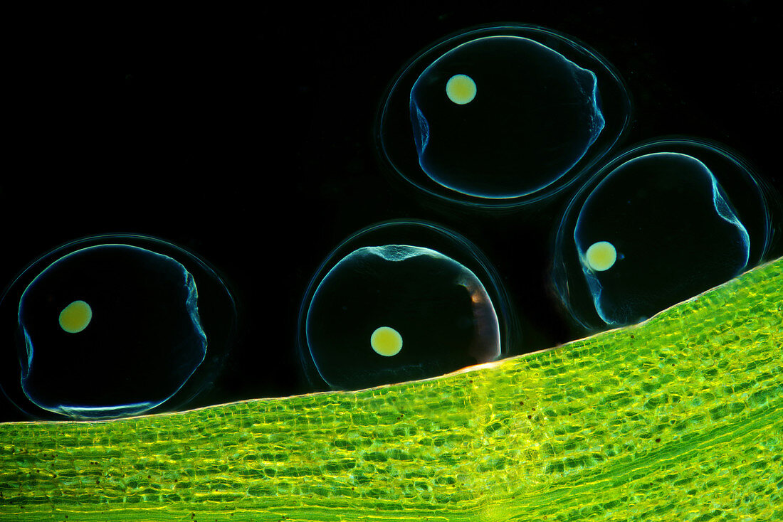 Water snail eggs, light micrograph