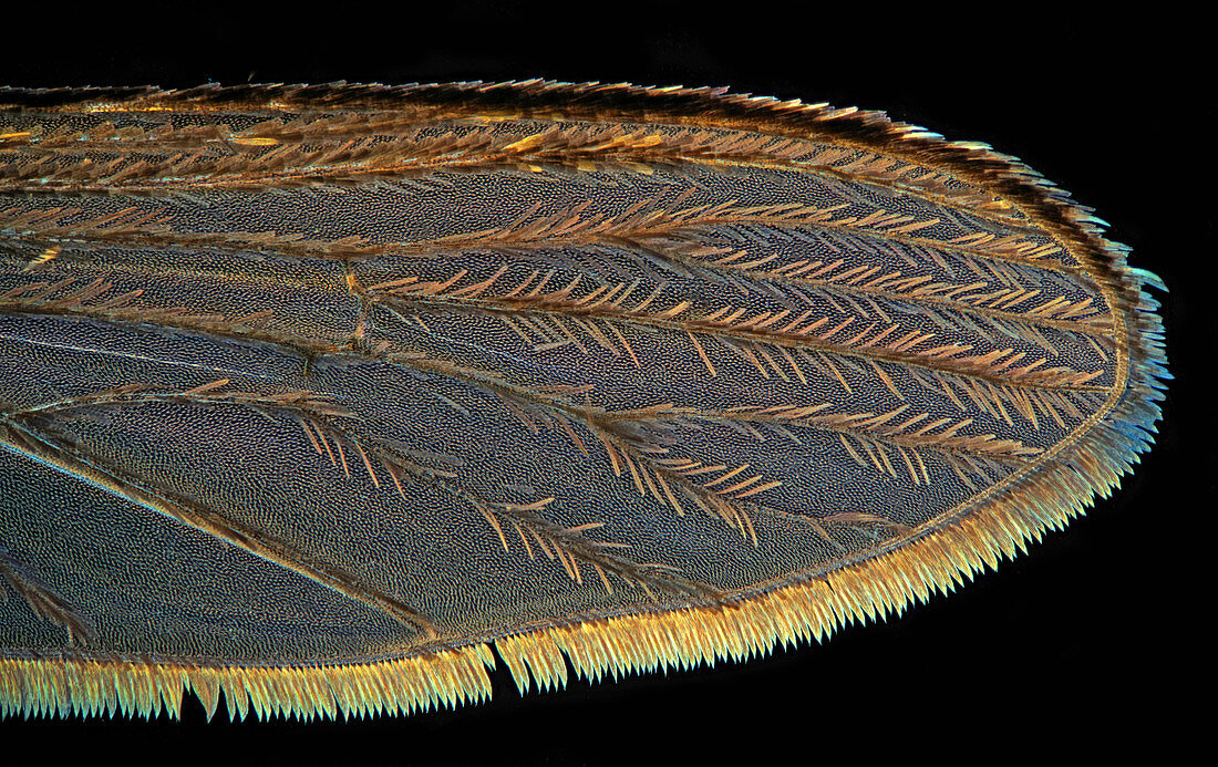 Mosquito wing, light micrograph