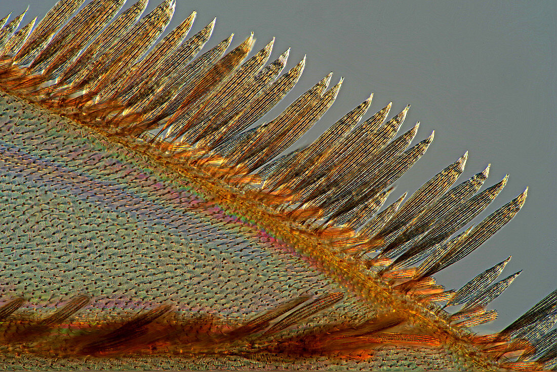 Mosquito wing, light micrograph
