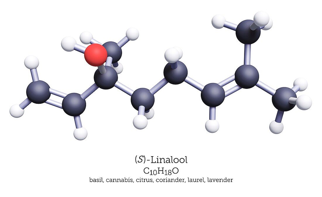 Linalool terpenoid, molecular model