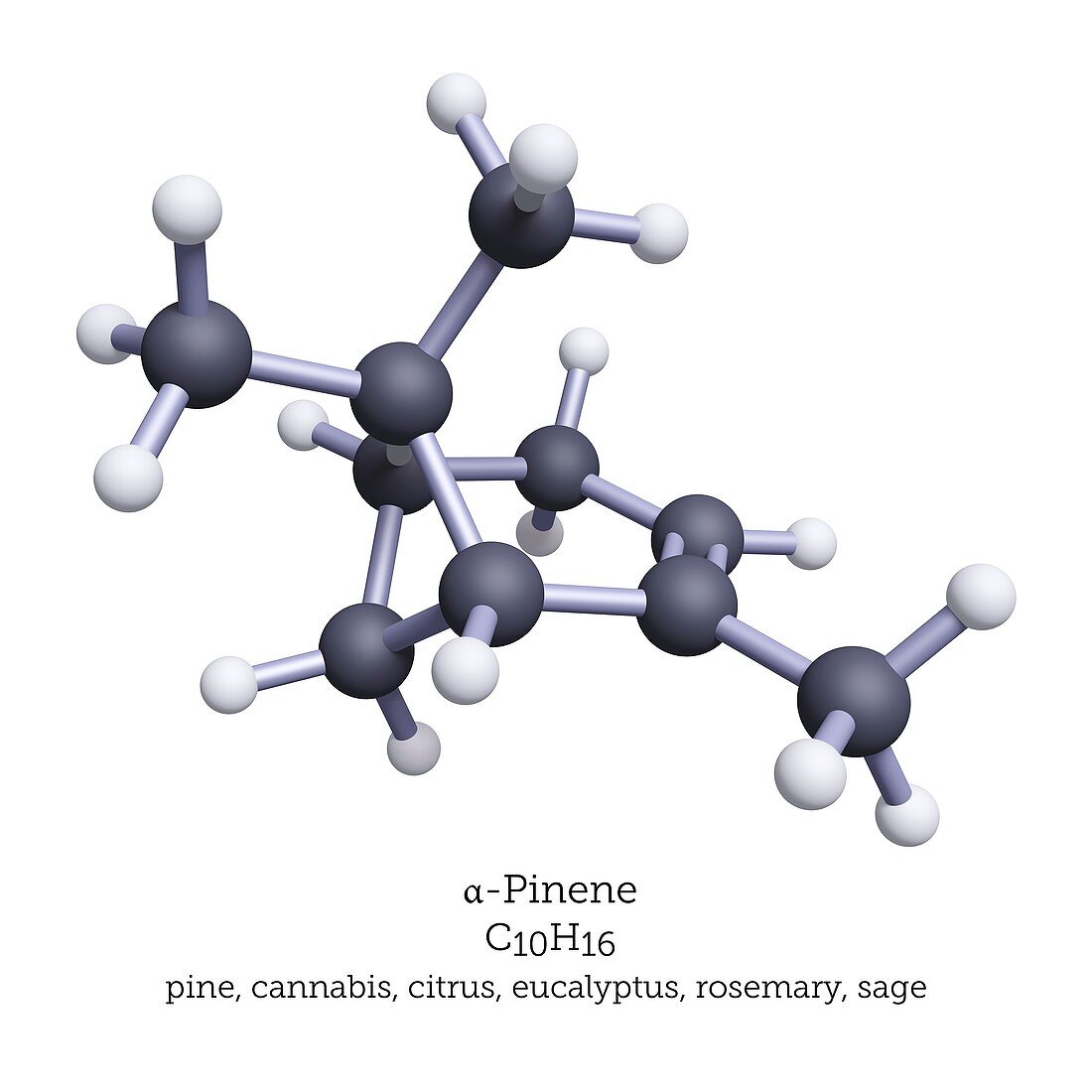 Alpha-pinene terpene, molecular model