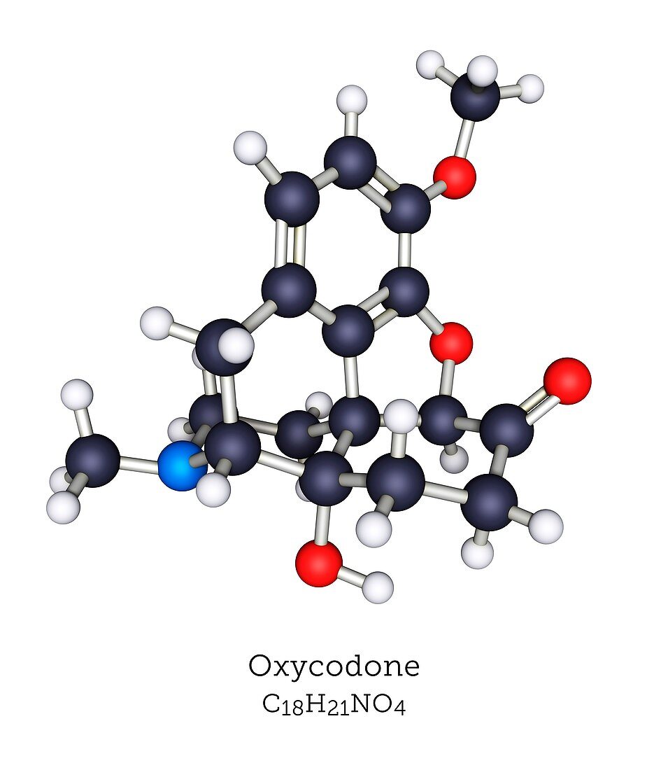 Oxycodone opioid drug, molecular model