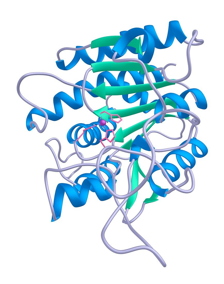 Carboxypeptidase A enzyme protein structure