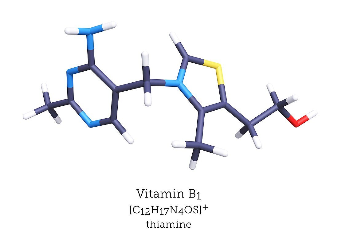 Molecular model of vitamin B1