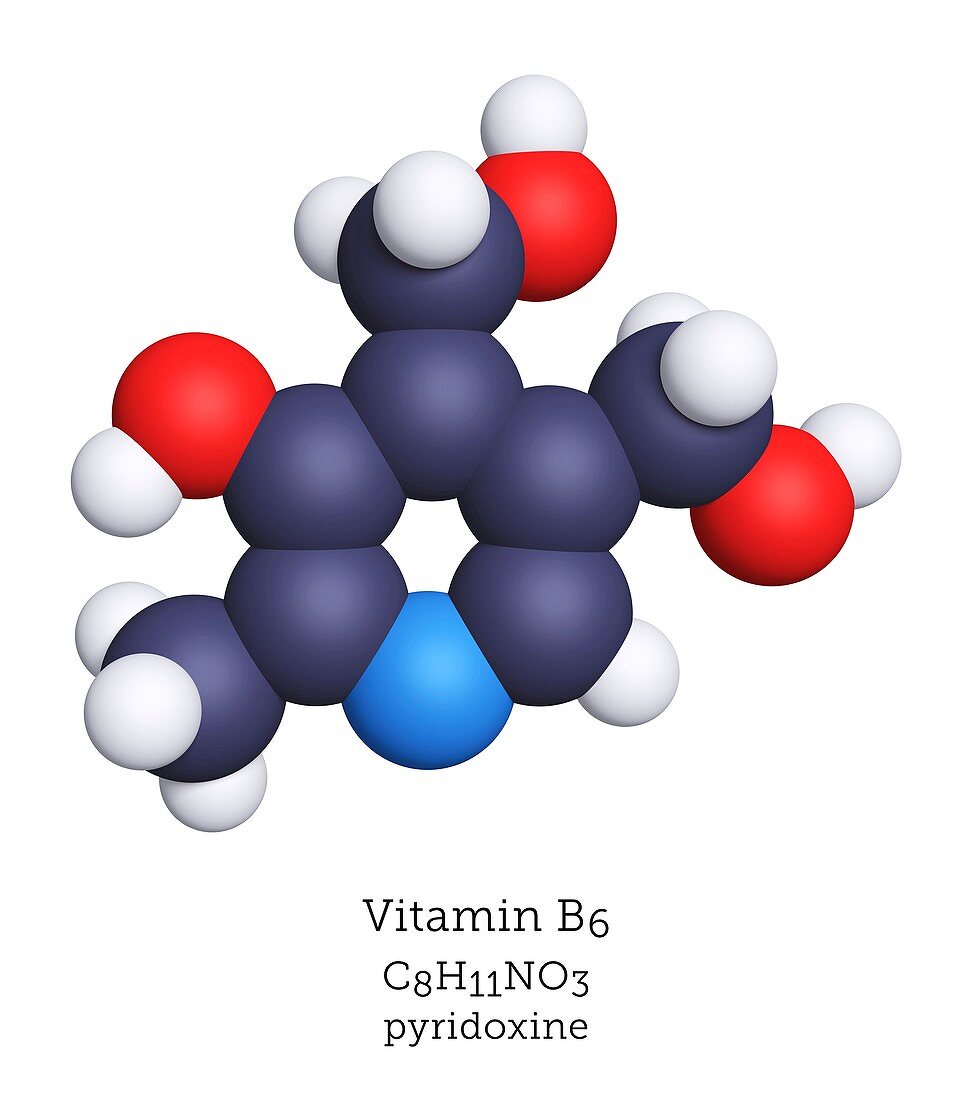 Molecular model of vitamin B6