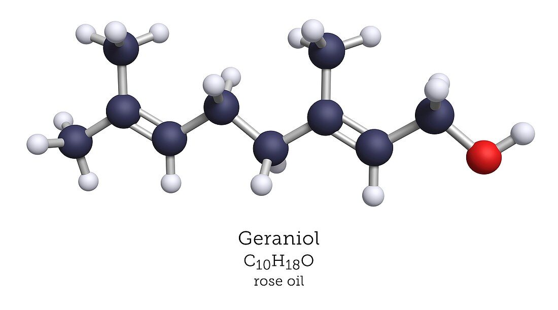 Molecular model of geraniol terpenoid