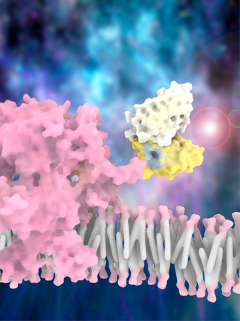 Glutamate transporter nanobody therapy, illustration
