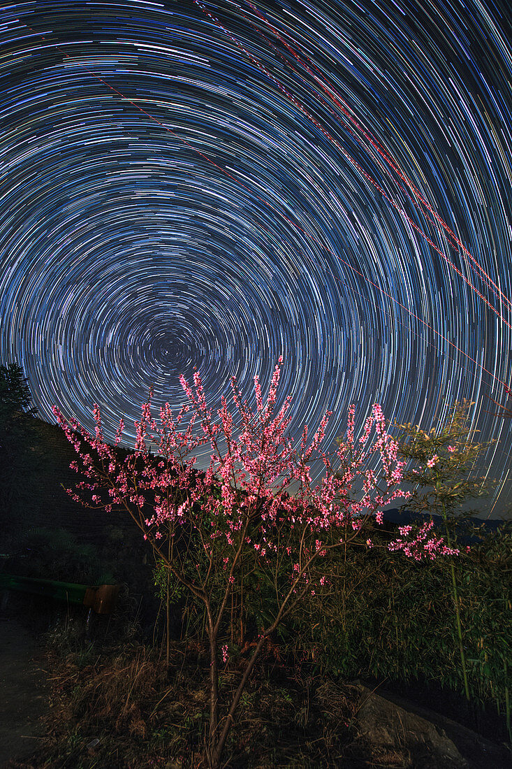 Star trails over flowers, time-exposure image