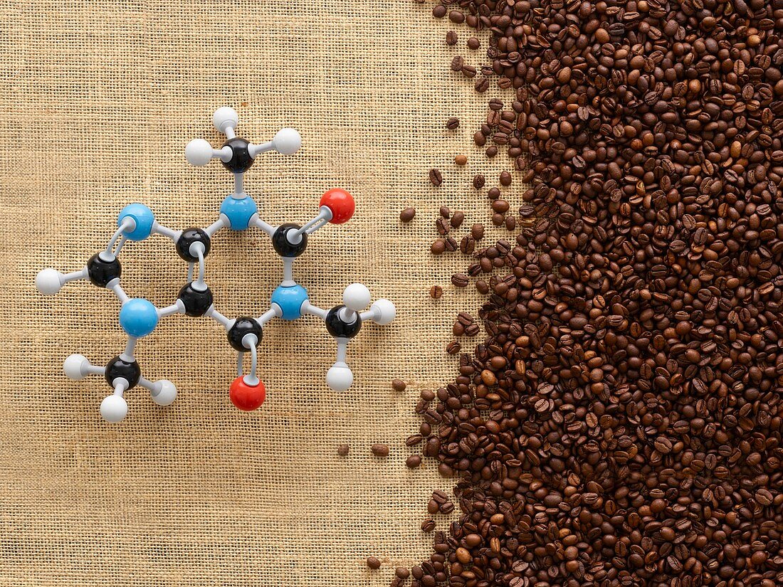 Coffee beans and molecular model