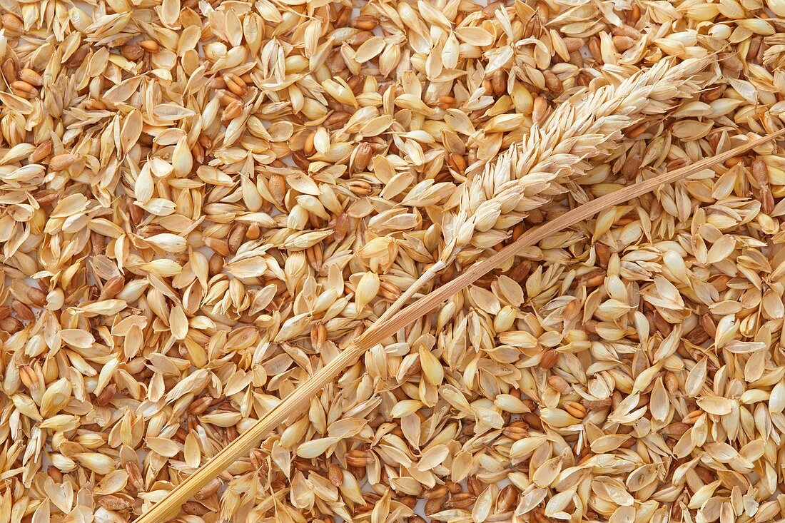 Grains of wheat full frame